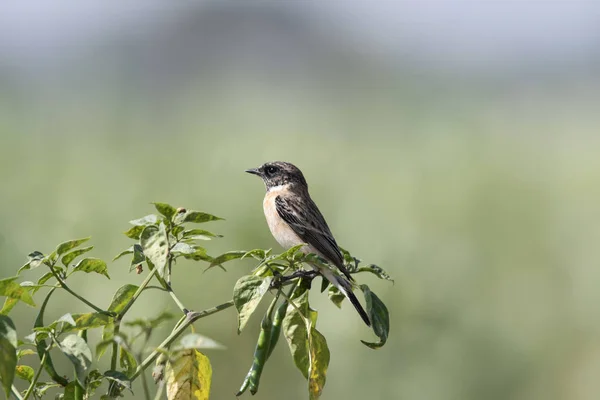 Sibirya stonechat, Saxicola maurus, Saswad yaban hayatı, Maharashtra — Stok fotoğraf