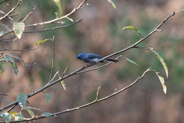 Monarque napolitain noir, Hypothymis azurea, Sinhagad, Maharashtra, Inde — Photo