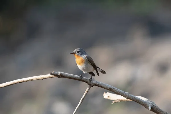 Red-throated flycatcher, Ficedula parva, Sinhagad, Maharashtra, India — Stock Photo, Image