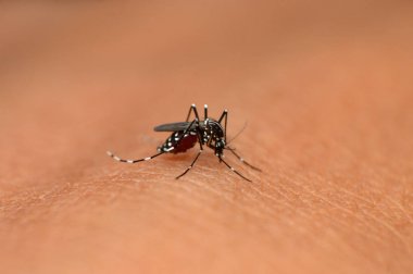 Asya kaplan sivrisineği, Aedes albopictus, Mahabaleshwar, Maharashtra, Hindistan
