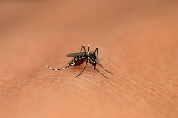 Asian tiger mosquito, Aedes albopictus, Mahabaleshwar, Maharashtra, India — Stock Photo, Image
