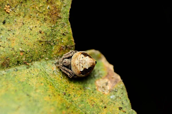 Erovixia sp., Araneidae, Satara, Maharashtra, India — Foto de Stock