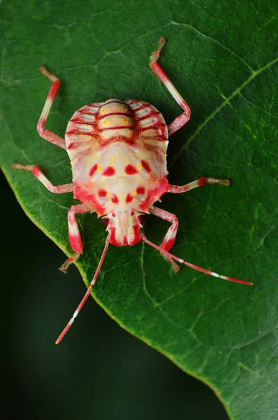 Busto de mau cheiro recém-mudado, Pentatomidae, Satara, Maharashtra, Índia — Fotografia de Stock