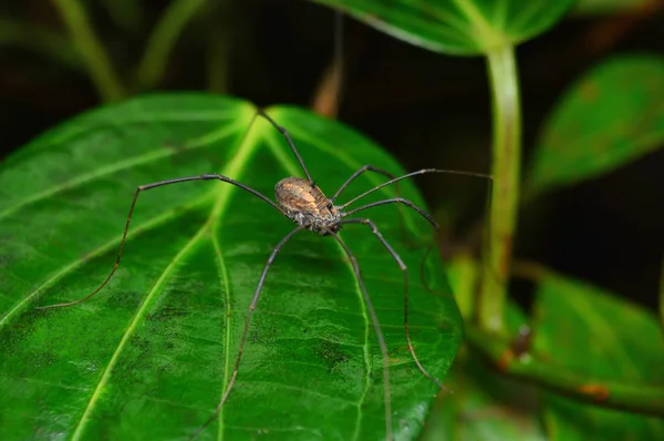 Harvestman araignée, Ophilion, Satara, Maharashtra, Inde — Photo
