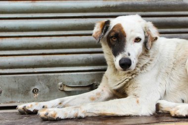 Merdivenlerde oturan siyah ve beyaz benekli köpek.