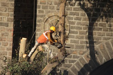 Pune, Maharashtra, Şubat 2019, Makine ile Ağaç Kesme Adam