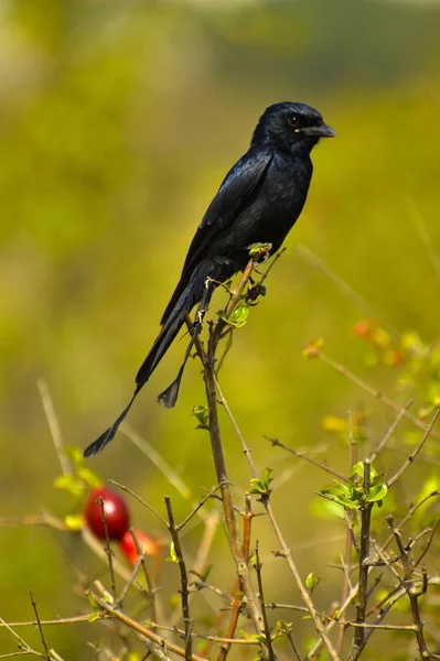 Gran raqueta de cola Drongo, Dicrurus paradiseus, Pune, Maharashtra, India —  Fotos de Stock