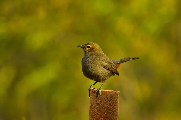 Kahverengi rockchat veya Hint sohbet, Oenanthe fusca metal bir kutup, Pune, Maharashtra, Hindistan üzerinde duran — Stok fotoğraf