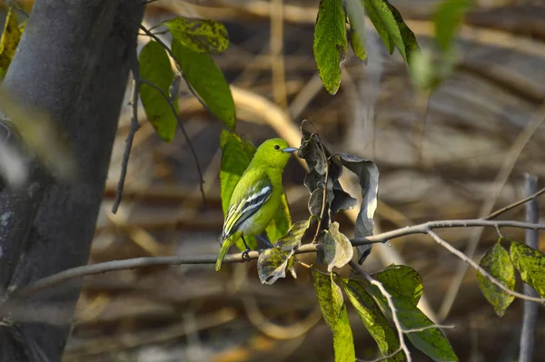 Common Iora, Aegithina tifia cerca de Pune, Maharashtra, India — Foto de Stock