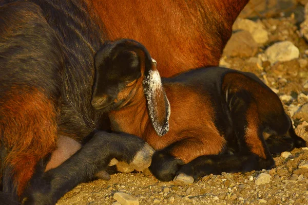 Cabra de bebê sentada com sua mãe perto de Pune, Maharashtra, Índia — Fotografia de Stock