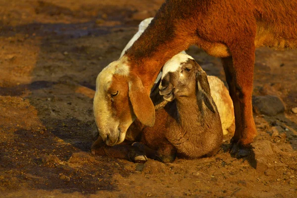 Matka i dziecko kozy obok siebie na pisklętami w pobliżu Pune, Maharashtra, India — Zdjęcie stockowe
