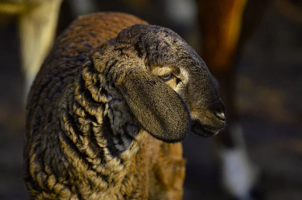 Close-up de cordeiro perto de Pune, Maharashtra, Índia — Fotografia de Stock