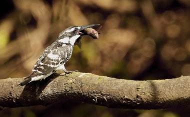 Balıklı pied kingfisher, Ceryle rudis, Ranganathittu Kuş Barınağı, Karnataka, Hindistan
