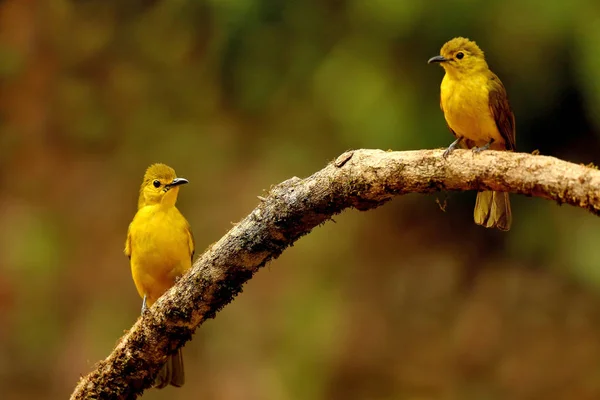 Gelb brauen bulbul, acritillas indica, ganeshgudi, karnataka, india — Stockfoto