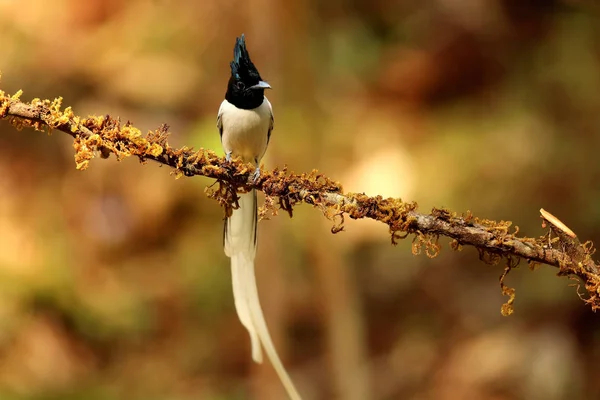 Paraíso asiático flycatcher, Terpsiphone paradisi, masculino, Ganeshgudi, Karnataka, Índia — Fotografia de Stock