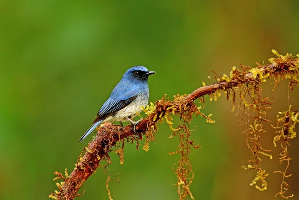 Bělostně modrý Flycatcher, samec, Cyornis pallipes, Ganeshgudi, Karnataka, Indie — Stock fotografie