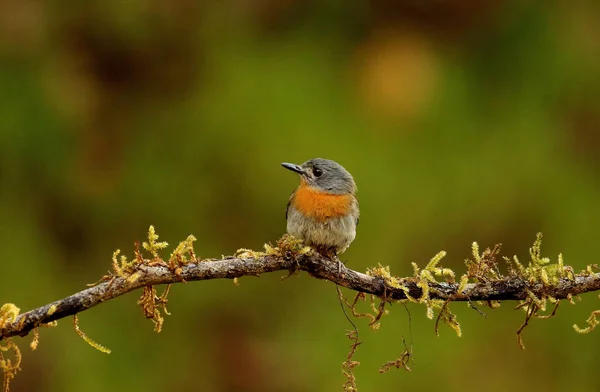 White bellied blue flycatcher, female, Cyornis pallipes, Ganeshgudi, Karnataka, India — Stock Photo, Image