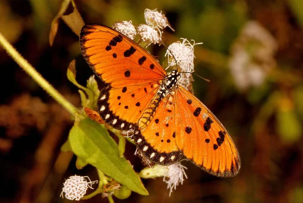 Tawny Coster Butterfly, Acraea terpsicore, Hesarghatta, Bangalore, Karnataka, Indien — Stockfoto