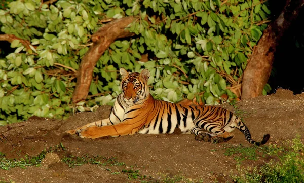 Tigresa, Panthera Tigris, Parque Nacional de Bandipur, Karnataka, Índia — Fotografia de Stock