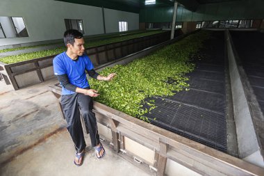 Sikkim, Hindistan, Mayıs 2014, İşçi Temi Çay Emlak çay yaprakları ayırır