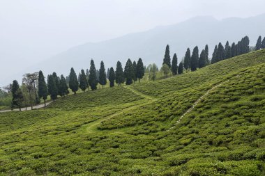 Temi' de çay emlak, Sikkim, Hindistan
