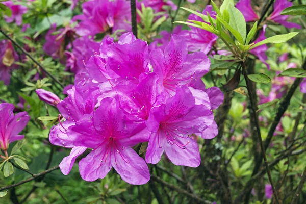 Rhododendron em Temi Tea Estate, Sikkim, Índia — Fotografia de Stock