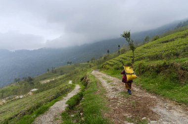 Temi Tea Estate, Sikkim, Hindistan'da çay yaprakları taşıyan işçiler