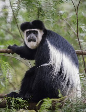 Colobus maymunu, Naivasha Gölü, Afrika