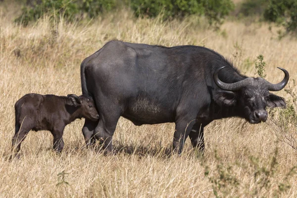 Мис буйвола з Литка, Синцерус кафер, Маімара, Африка — стокове фото