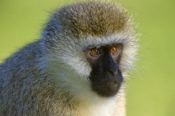 Vervet monkey, Chlorocebus pygerythrus, Lake Naivasha, África — Fotografia de Stock