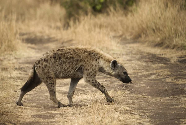 Hyena skvrnitý, Masaimara, Afrika — Stock fotografie
