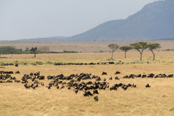 Самая большая стая диких животных во время большой миграции, Масаара, Африка
