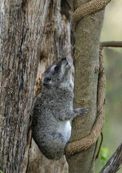 Hyrax een goed furred ronde dier, masaimara, Afrika — Stockfoto