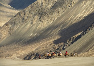 Ladakh, Hindistan, Temmuz 2013, Turist baktriya deve yolculuğu