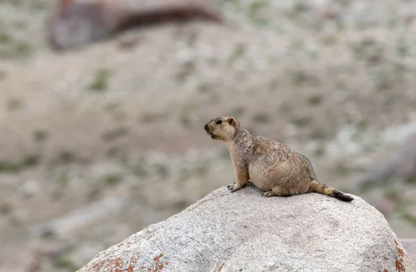 Marmot grote eekhoorn, Ladakh, India — Stockfoto