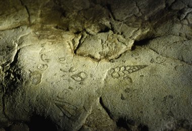 Deniz fosilleri, Arwah Mağarası, Cherrapunjee, Meghalaya, Hindistan