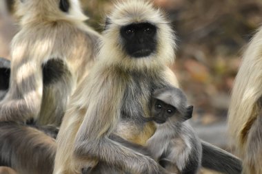 Emzirme Hint gri langur, Semnopithecus, Bandhavgarh, Madhya Pradesh, Hindistan