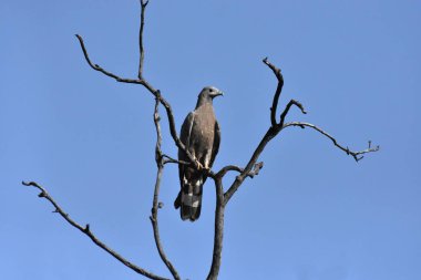 Oryantal bal şahini, Pernis ptilorhynchus, Bandhavgadh, Madhya Pradesh, Hindistan