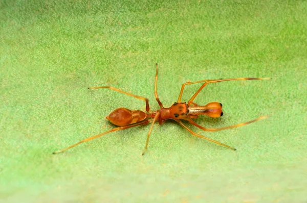 Hormiga imitar araña, Myrmarachne sp, Pune, Maharashtra, India —  Fotos de Stock