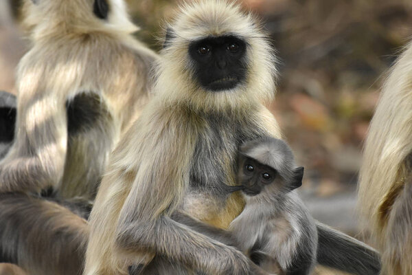 Breastfeeding Indian grey langur, Semnopithecus, Bandhavgarh, Madhya Pradesh, India