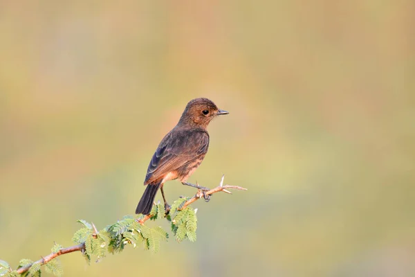 Bushchat, Saxicola caprata, kadın, Pune, Maharashtra, Hindistan — Stok fotoğraf