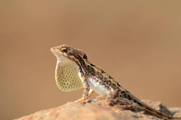 Lagarto degollado por abanico, Sitana sp, Satara, Maharashtra, India — Foto de Stock