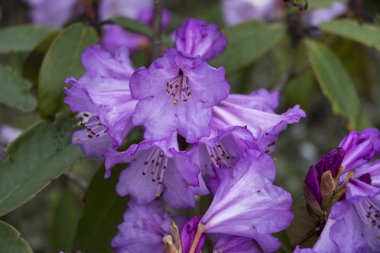 Pembe Rhododendron, Sikkim, Hindistan