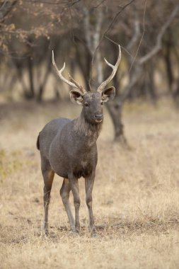 Sambhar Deer, Rajasthan Ranthambhore de Rusa unicolor, Hindistan