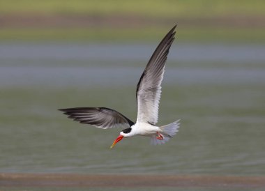 Uçuş Skimmer, Rajasthan Chambal nehri nda Laridae ailesinden Tern benzeri kuşlar, Hindistan