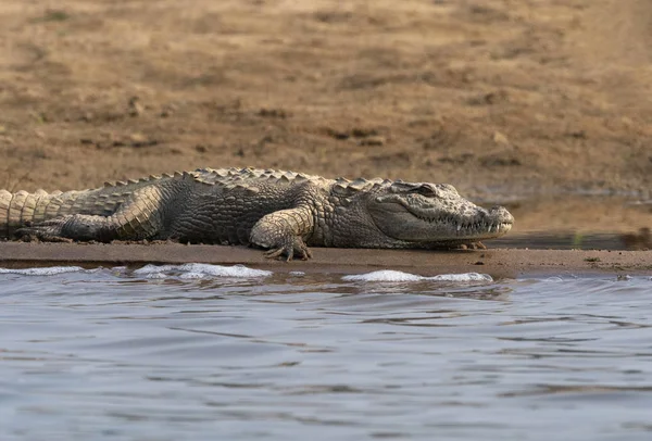 Mugger Krokodil Crocodylus Palustris Sütkérekedik Bankok Chambal Folyó Rajasthan India — Stock Fotó