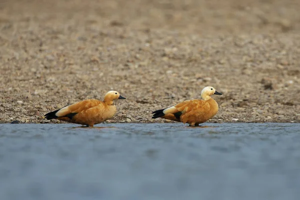 Ruddy Shellduck Tadorna Ferruginea Perto Rio Chambal Rajasthan Índia — Fotografia de Stock