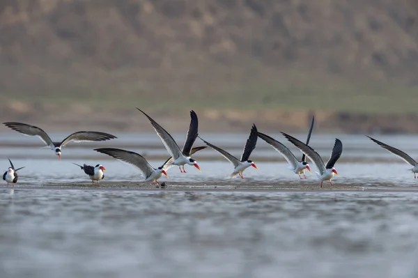 Skimmers Flykten Tärnor Liknande Fåglar Familjen Laridae Över Chambal Floden — Stockfoto