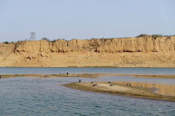 Long Shot Van Chambal Rivier Vogels Rajasthan India — Stockfoto