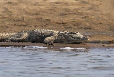 Mugger timsahı, Crocodylus palustris Rajasthan Chambal nehri kıyısında güneşlenme, Hindistan